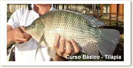 Curso Básico - Tilápia